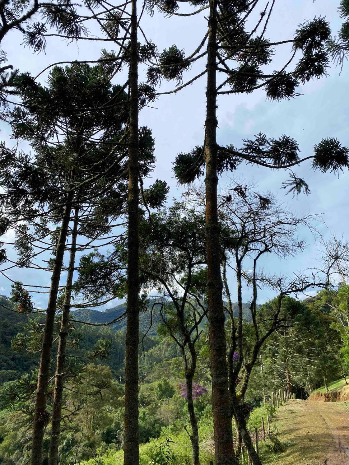 Chales Fazenda Floresta Das Araucarias กุนญา ภายนอก รูปภาพ